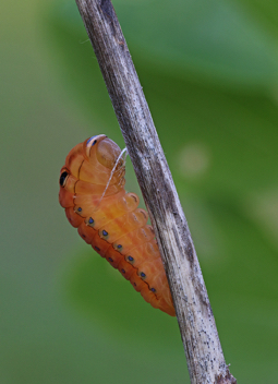 Spicebush Swallowtail 
caterpillar beginning to pupate